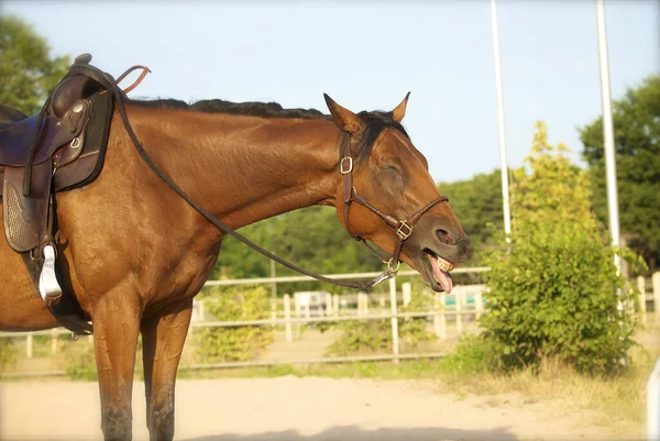 Magnífico Caballo Pastando Campo Carreras Caballos — Foto de Stock