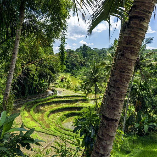 Bali Indonesia Απρ 2021 Φύτευση Ρυζιού Στις Όμορφες Ηλιόλουστες Μέρες — Φωτογραφία Αρχείου