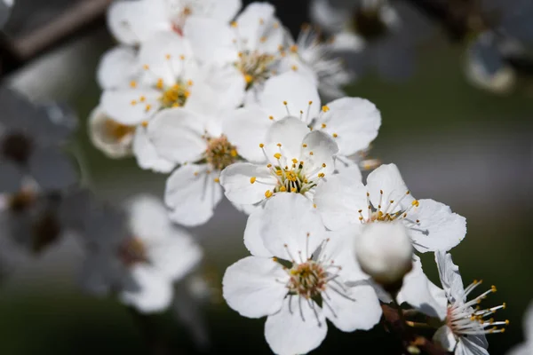 Selektivní Zaostření Záběru Jabloňových Květů — Stock fotografie
