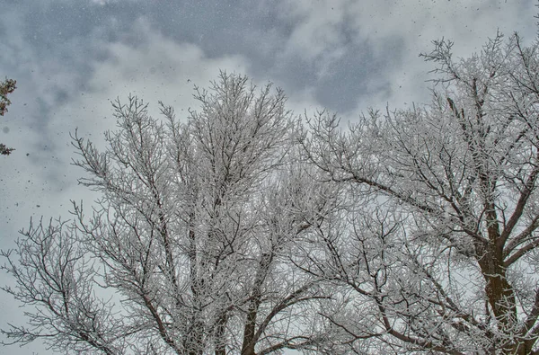 Low Angle Shot Snowy Trees Cloudy Sky Background — Stock Photo, Image