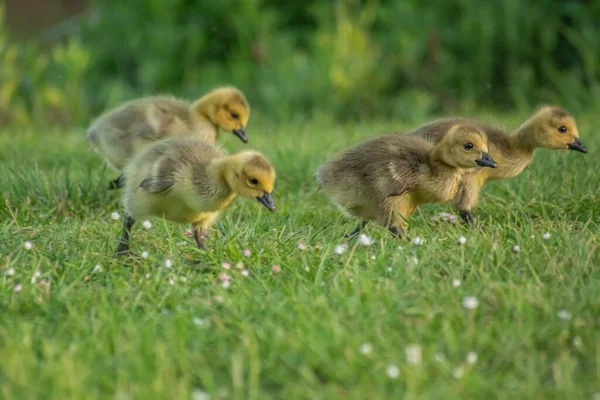 Çimenlerdeki Tüylü Sarı Ördek Yavrularına Yakın Çekim — Stok fotoğraf