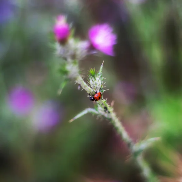 Tiro Seletivo Foco Uma Joaninha Bonito Uma Planta — Fotografia de Stock