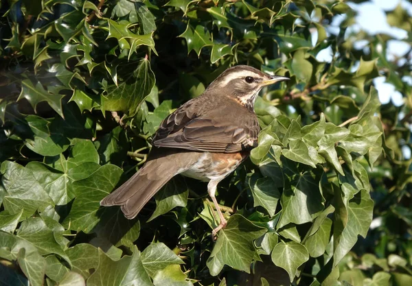 Closeup Redwing Bird Standing Twigs Leafy Tree — Stock Photo, Image