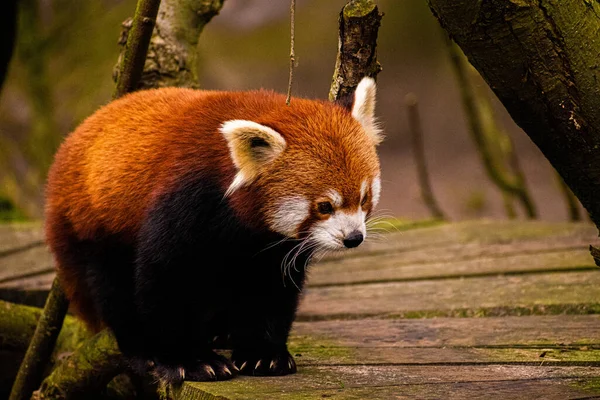Egy Cuki Piros Panda Közelsége Áll Egy Fából Készült Úton — Stock Fotó