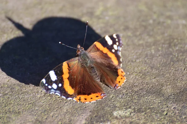 Closeup Shot Admiral Butterfly Rocky Surface — Stock Photo, Image