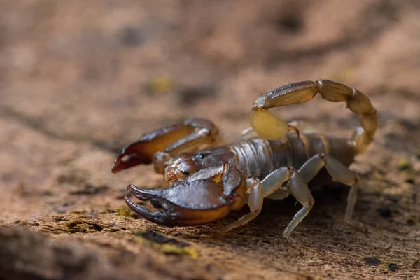 Maltese Scorpion Euscorpius Sicanus Hunting Prey Tree Bark Only Scorpion — Stock Photo, Image