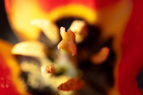 Kırmızı Zambak Çiçekli Lale Kekemeliğinin Üst Görüntüsü — Stok fotoğraf