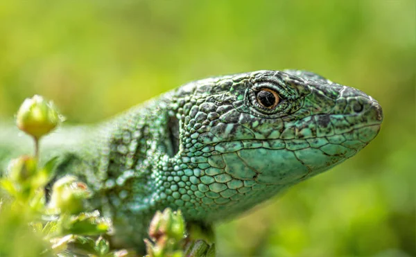 Closeup Shot Beautiful Green Agamid Lizard Blurred Background — Stock Photo, Image