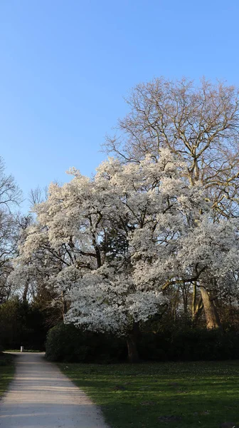 Hertener Schlossparkの美しいマグノリアの木 — ストック写真