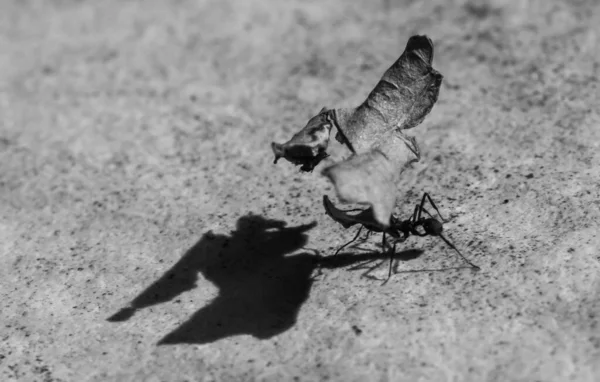 Grayscale Shot Ant Carrying Leaf — Stock Photo, Image