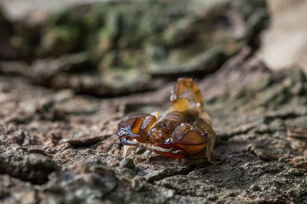Maltézský Škorpión Euscorpius Sicanus Loví Kořist Kůře Stromu Pouze Druhy — Stock fotografie