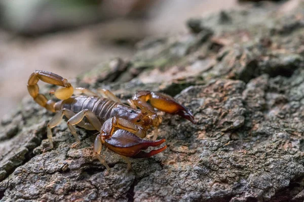 Maltese Scorpion Euscorpius Sicanus Hunting Prey Tree Bark Only Scorpion — Stock Photo, Image