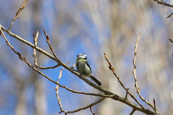 Cute Little Eurasian Blue Tit Bird Tree Branch — Stock fotografie