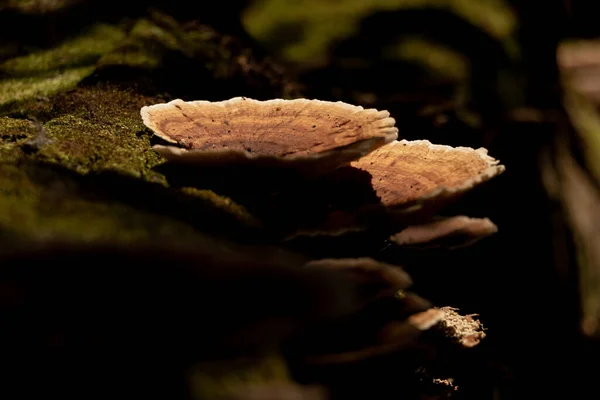苔の木の幹にキノコFomitopsideaceのクローズアップショット — ストック写真