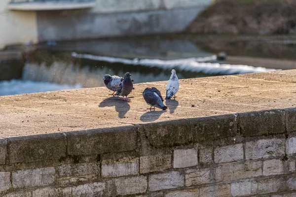 一只鸽子的特写栖息在阳光下公园的墙上 背景模糊不清 — 图库照片
