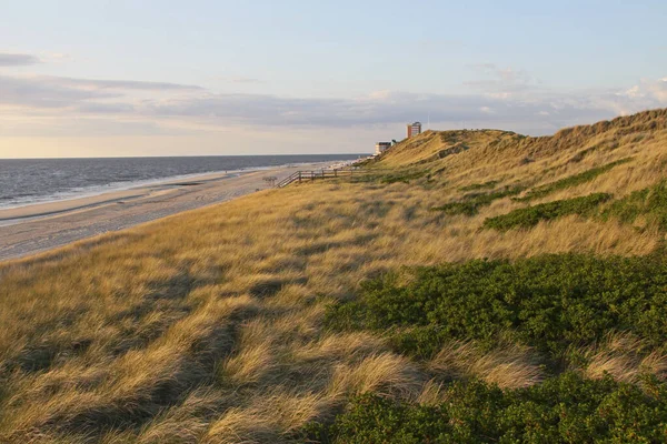 Une Vue Fascinante Herbe Des Dunes Avec Océan Coucher Soleil — Photo