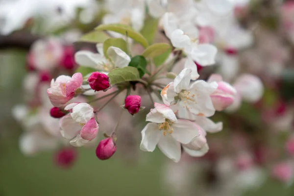 Closeup Shot Pink White Blossom Flowers Branch Tree — Stock Photo, Image