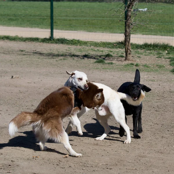 Σκυλιά Τρέχουν Και Παίζουν Ένα Πάρκο Κάτω Από Φως Του — Φωτογραφία Αρχείου