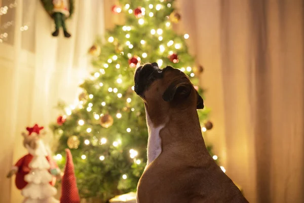 Nahaufnahme Eines Niedlichen Hundes Der Den Beleuchteten Weihnachtsbaum Betrachtet — Stockfoto