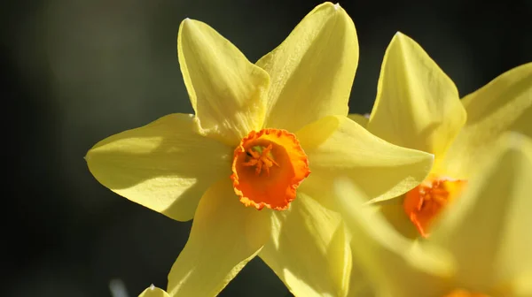 Gros Plan Fleurs Narcisses Jaunes Dans Champ — Photo