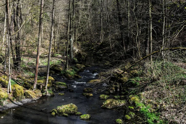 Primer Plano Río Que Fluye Través Del Bosque —  Fotos de Stock