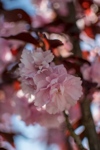 Une Mise Point Sélective Des Fleurs Cerisier Dans Parc — Photo