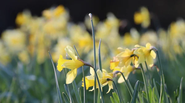 Крупним Планом Знімок Жовтих Квітів Нарциса Полі — стокове фото