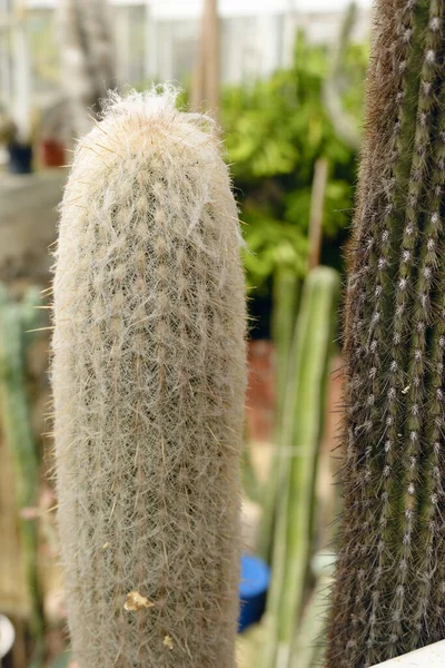 Strange Looking Fluffy Cactus Close — Stock Photo, Image