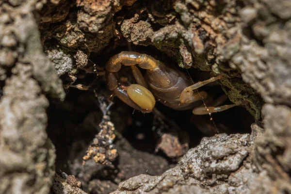 Maltese Scorpion Euscorpius Sicanus 나무껍질에서 먹이를 있습니다 몰타에서 발견되는 위험하지 — 스톡 사진