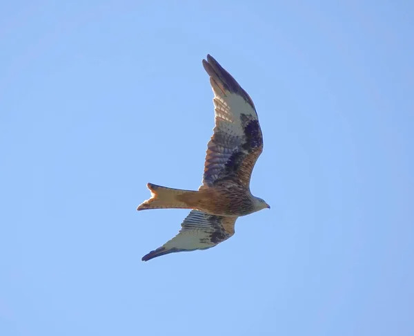 A low angle shot of a gorgeous red kite bird soaring in the cloudless sky