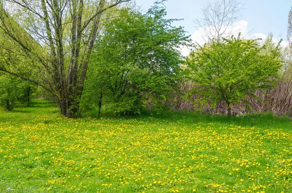Kwiaty Trawy Mniszka Lekarskiego Pobliżu Drzew — Zdjęcie stockowe