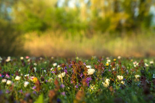 Mosonmagyarovar Ungarn April 2021 Frühlingsblumen Morgensonnenaufgang — Stockfoto