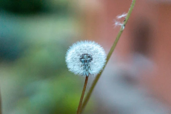 Een Oppervlakkige Focus Shot Van Een Knalbal Paardebloem — Stockfoto