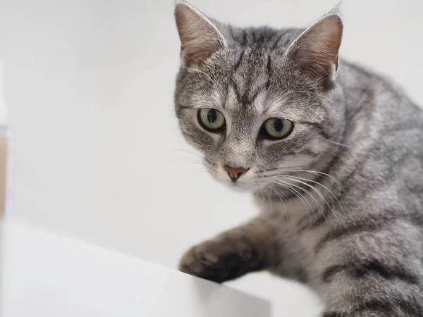 Primer Plano Gato Gris Sobre Fondo Blanco —  Fotos de Stock