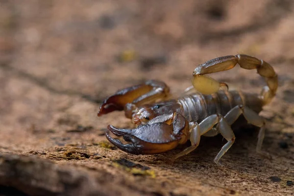 Maltese Scorpion Euscorpius Sicanus 나무껍질에서 먹이를 있습니다 몰타에서 발견되는 위험하지 — 스톡 사진