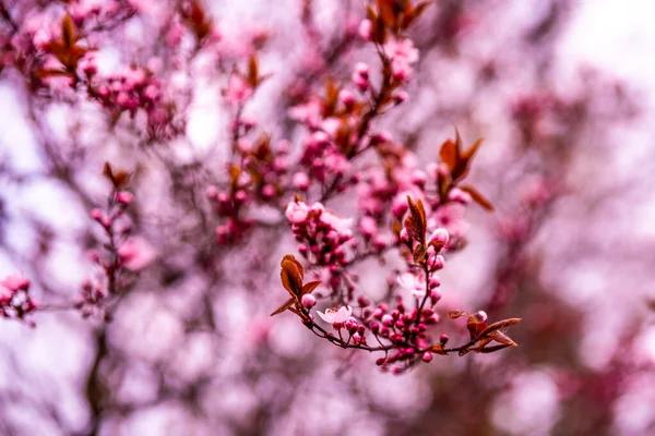 Ένα Κοντινό Πλάνο Του Ανθισμένου Sakura Έναν Κήπο Στο Φως — Φωτογραφία Αρχείου