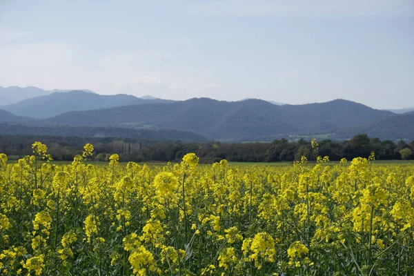 Uzak Tepelerin Siluetleriyle Berrak Bir Gökyüzünün Altında Sarı Çiçeklerden Oluşan — Stok fotoğraf