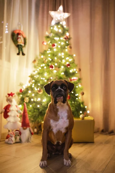 Vertical Shot Cute Dog Illuminated Christmas Tree — Stock Photo, Image