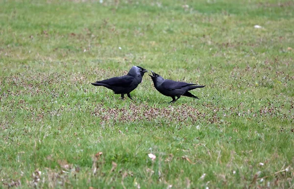 Parent Jackdaw Nourrit Son Bébé Sur Champ Herbe — Photo