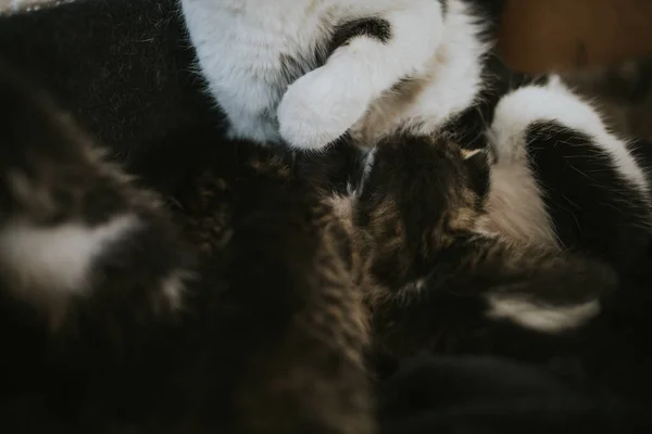 고양이 새끼와 고양이의 — 스톡 사진