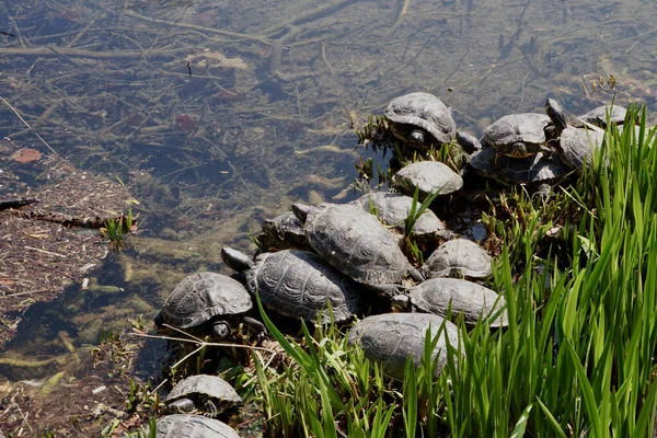 Een Close Shot Van Schildpadden Buurt Van Een Grasachtig Meer — Stockfoto
