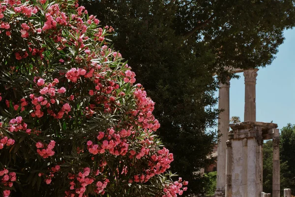 Een Close Shot Van Een Roze Rhododendron Boom Bloemen Een — Stockfoto