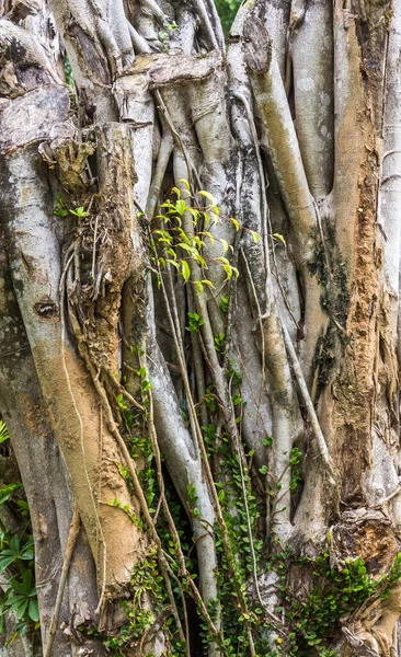 Tiro Vertical Tronco Árvore — Fotografia de Stock