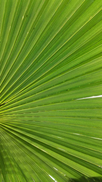 Una Textura Una Hoja Palma Verde Fresca —  Fotos de Stock