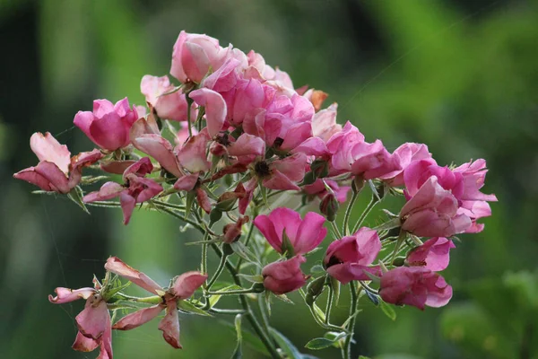 庭の美しいと香りのピンクのバラ — ストック写真
