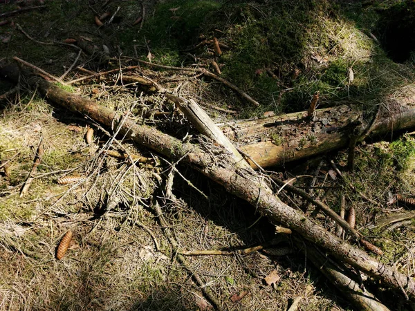 Крупним Планом Знімок Розбитих Гілок Дерева Землі — стокове фото
