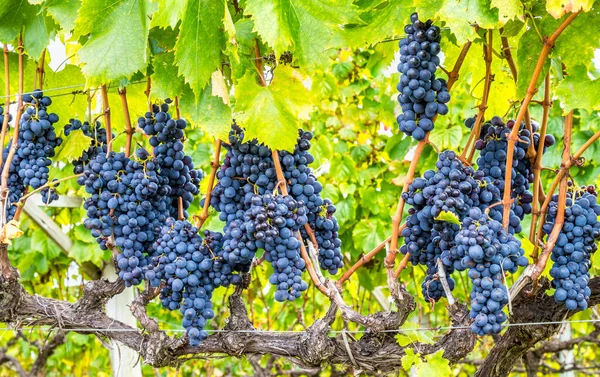 Een Close Van Rijpende Druiven Wijngaard — Stockfoto