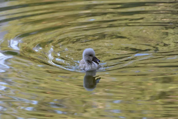 Eine Selektive Fokusaufnahme Eines Kleinen Schwans Der Wasser Schwimmt — Stockfoto