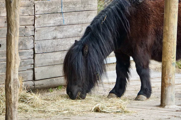 Poney Brun Mangeant Foin Extérieur Une Écurie — Photo