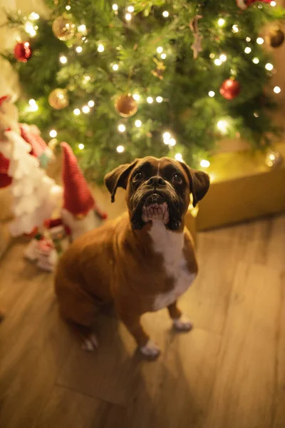 High Angle Shot Cute Dog Illuminated Christmas Tree — Stock Photo, Image